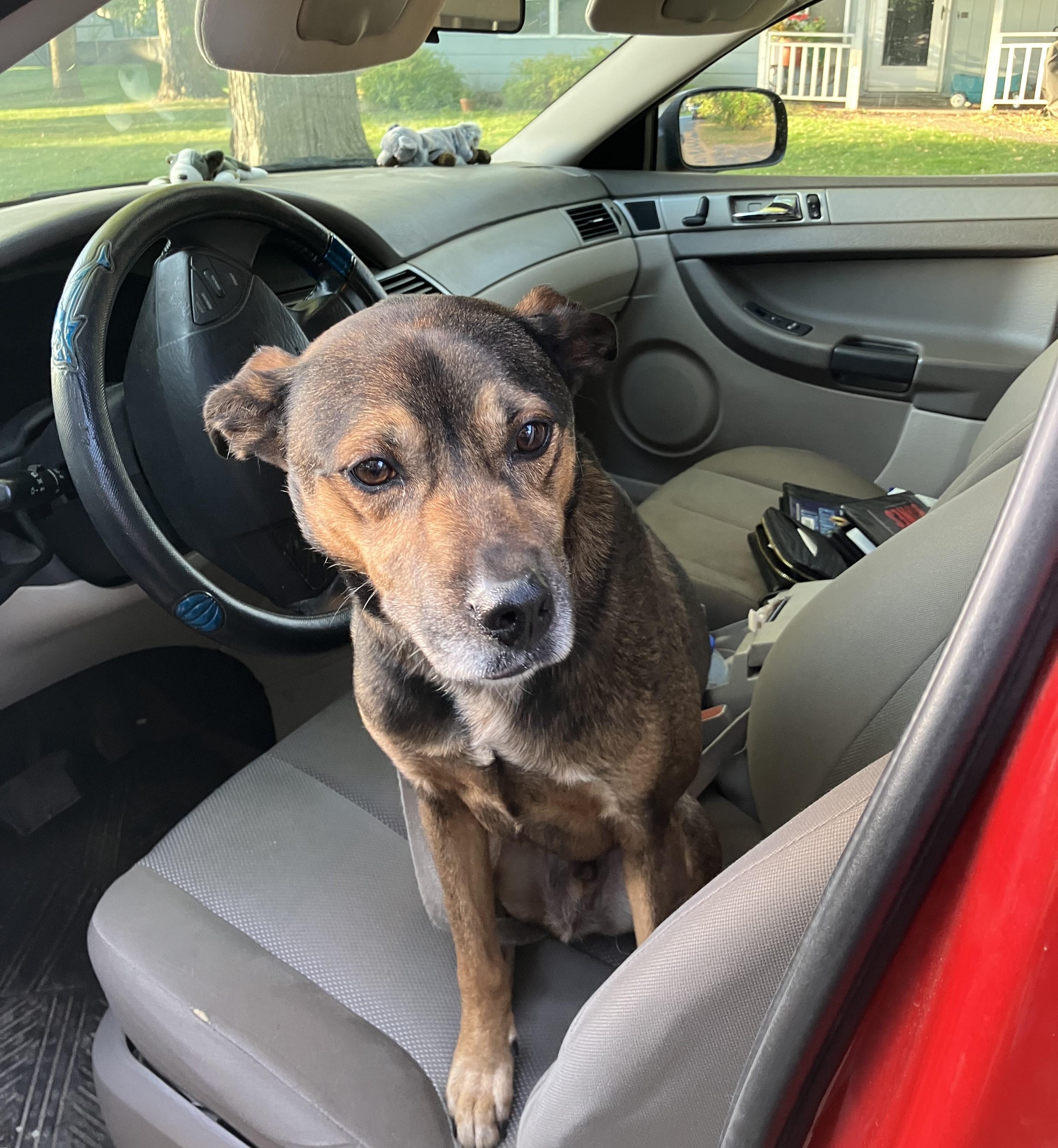 Chief's adoption fee is being sponsored, an adoptable Pointer, German Shepherd Dog in River Falls, WI, 54022 | Photo Image 3