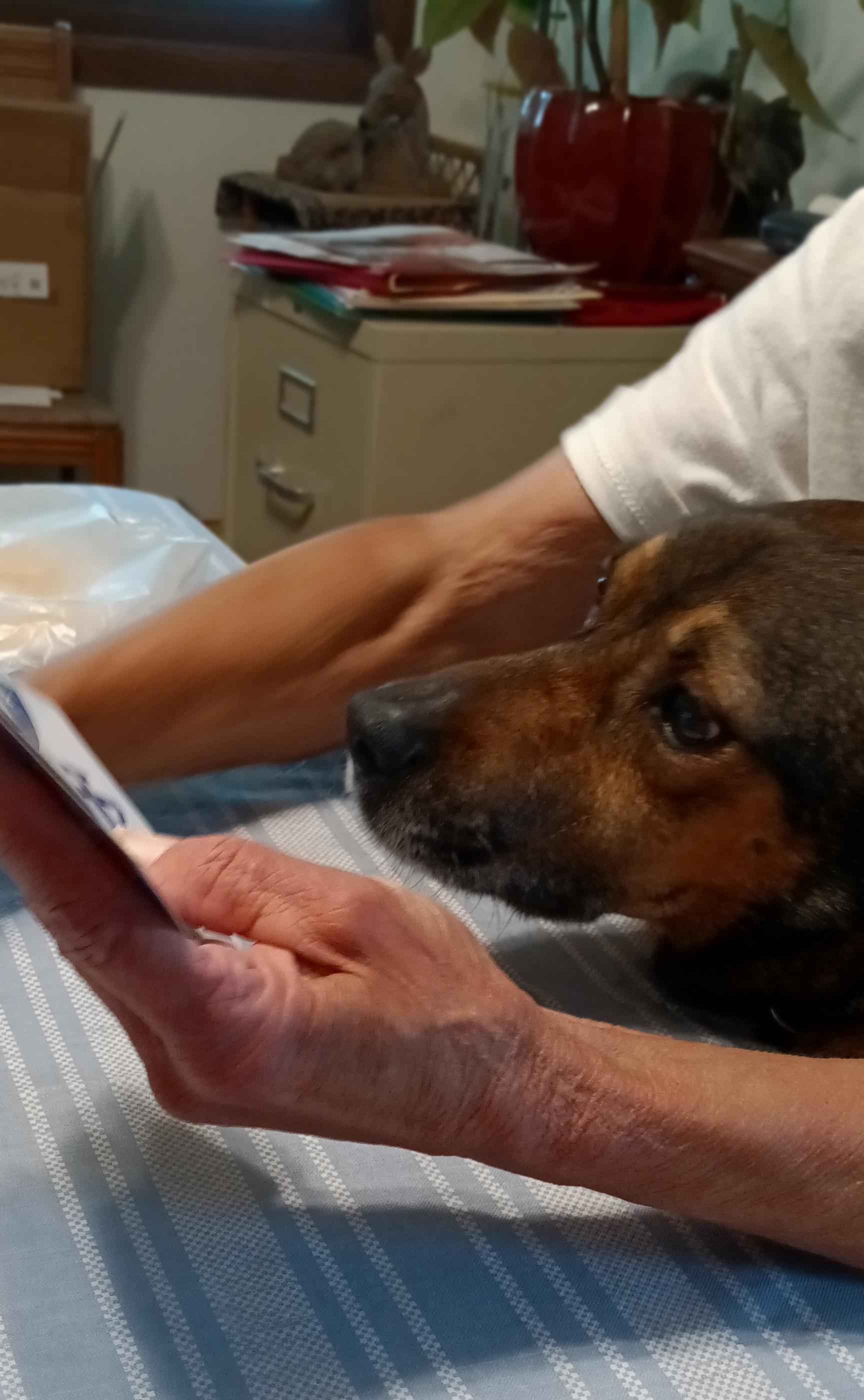 Enlarge Chief's adoption fee is being sponsored, a Adoptable mixed breed in River Falls, WI image 4/6