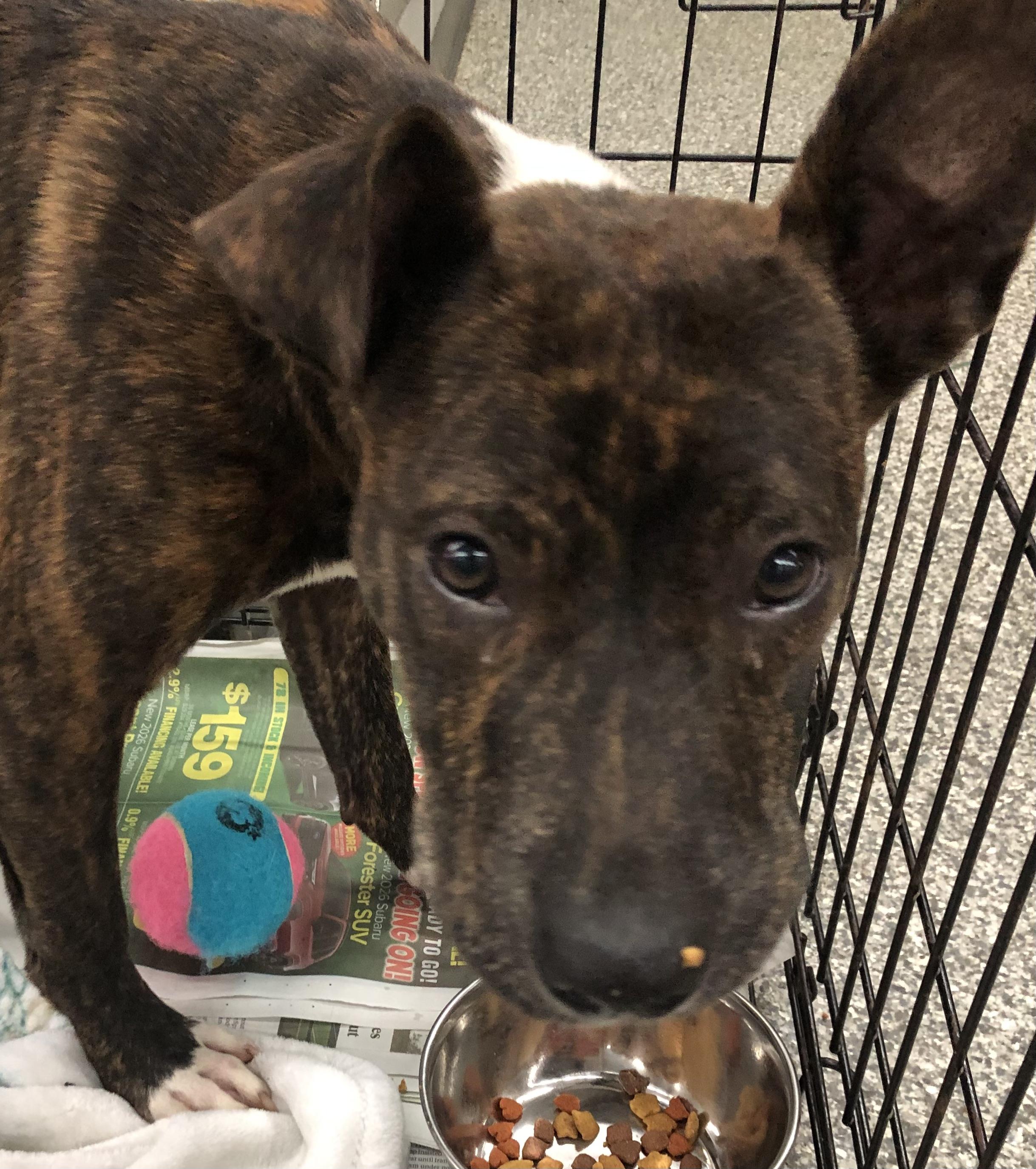 Rocky road, Adoptable, Puppy Male Mixed Breed.