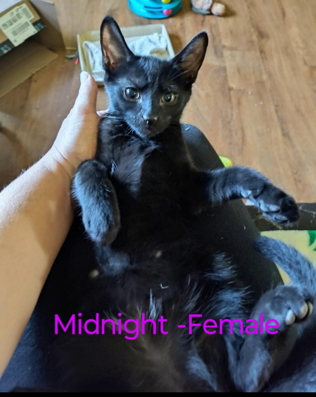 Midnight (urgent courtesy listing)