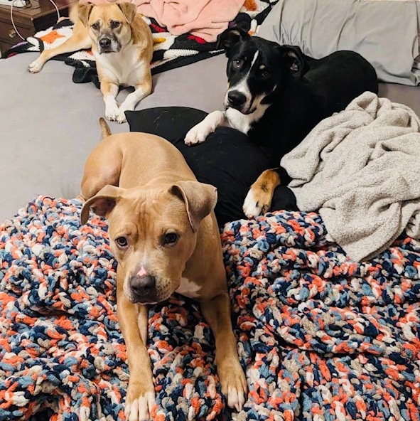 Zena, a Adoptable mixed breed in Chesapeake Beach, MD image 5/6