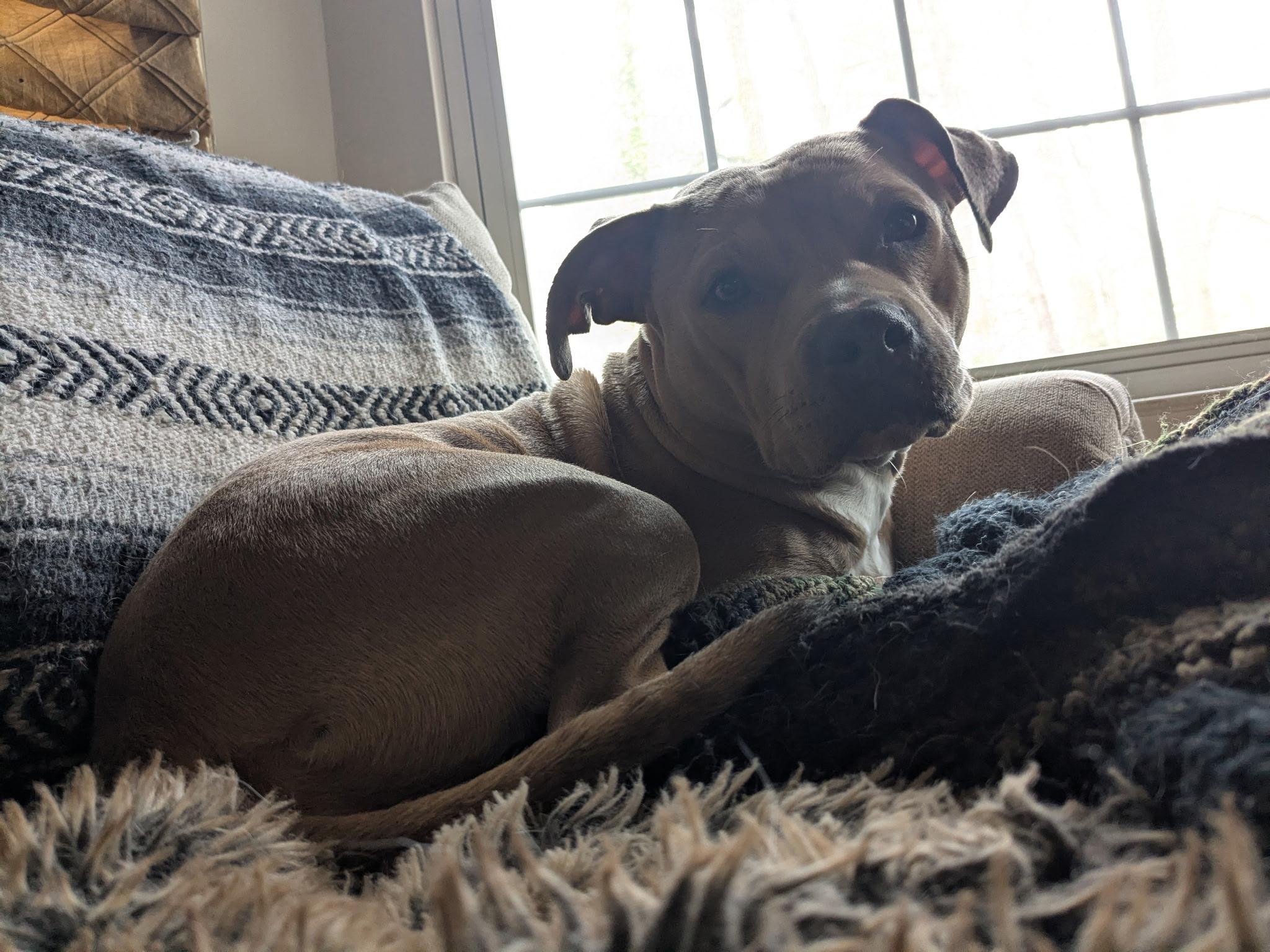 Enlarge Zena, a Adoptable mixed breed in Chesapeake Beach, MD image 1/6