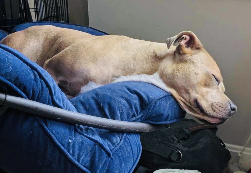 Zena, a Adoptable mixed breed in Chesapeake Beach, MD image 4/6