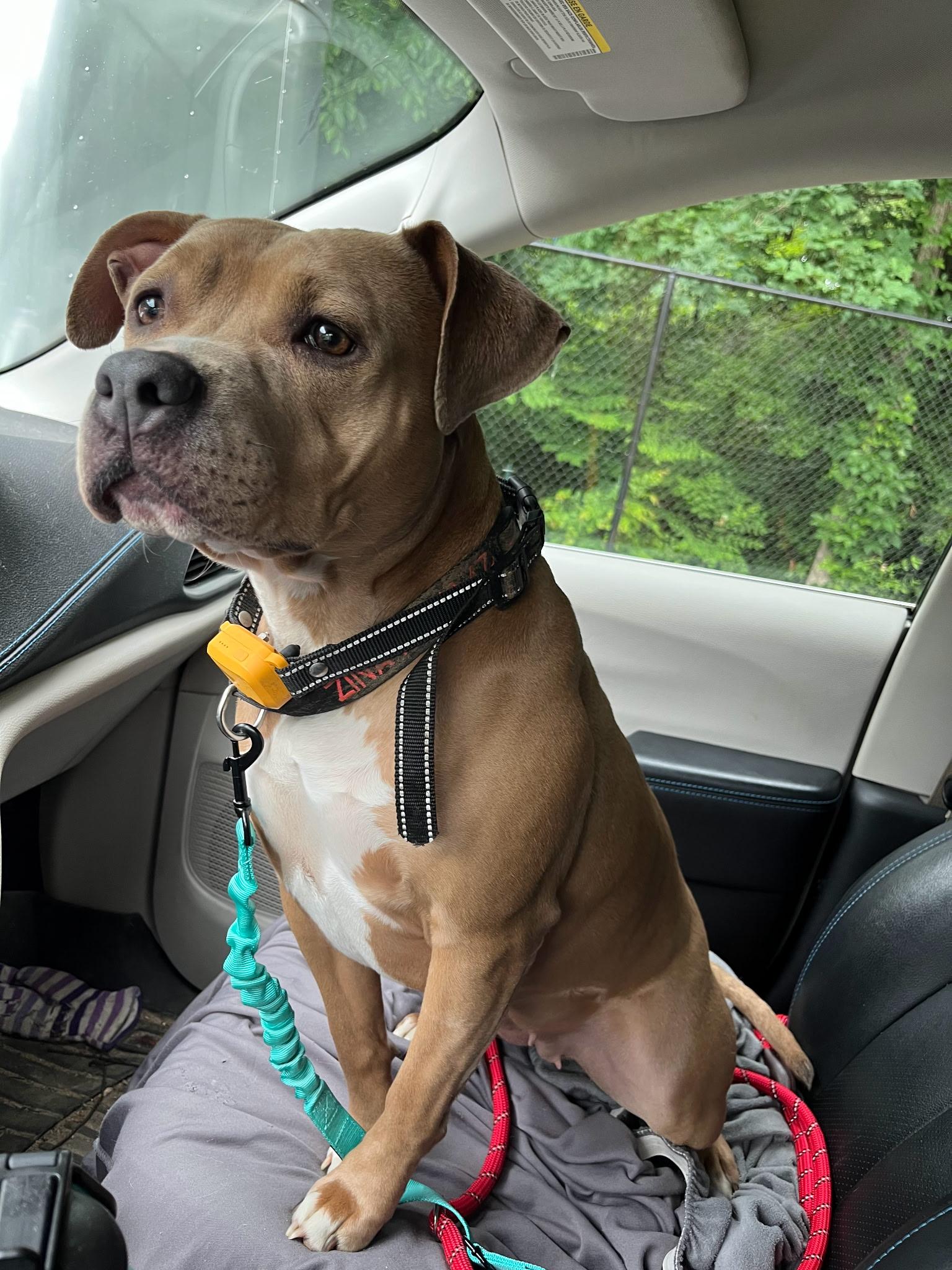 Zena, a Adoptable mixed breed in Chesapeake Beach, MD image 2/6