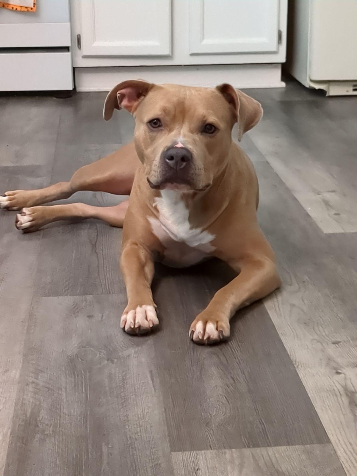 Zena, Adoptable, Adult Female Pit Bull Terrier & American Bully.