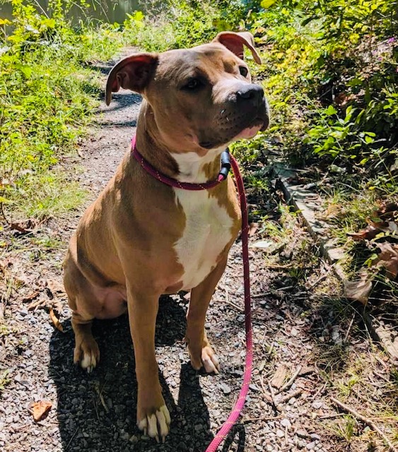 Zena, a Adoptable mixed breed in Chesapeake Beach, MD image 6/6