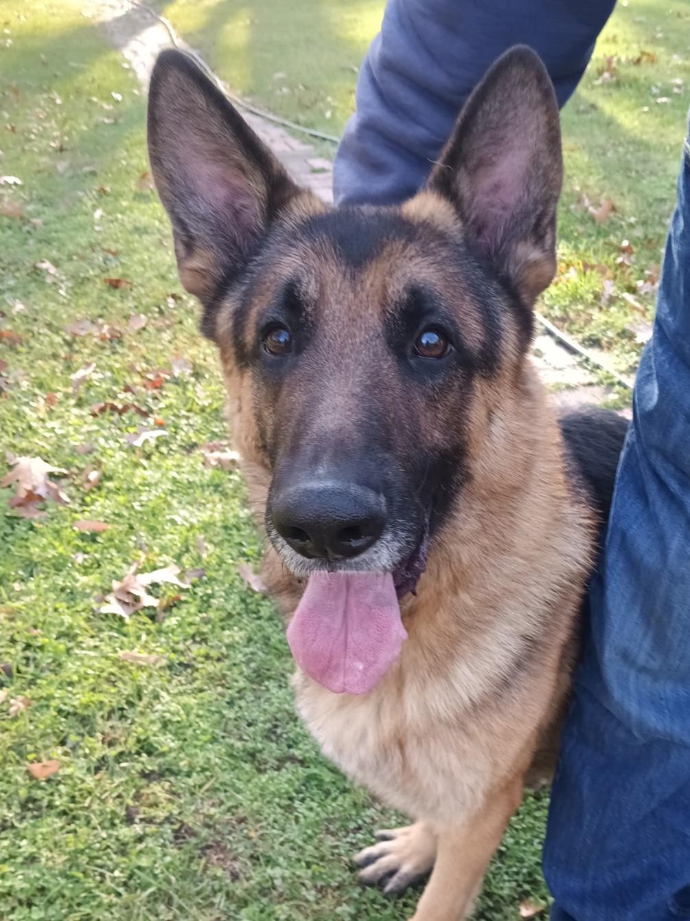 Weston, adopted, Adult Male German Shepherd Dog.