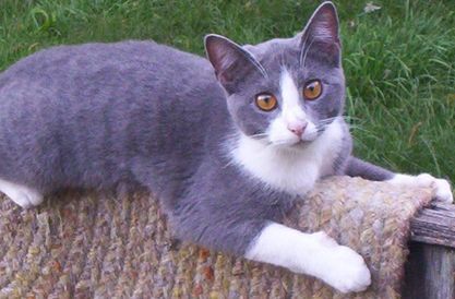 Maggie (sweet & playful)