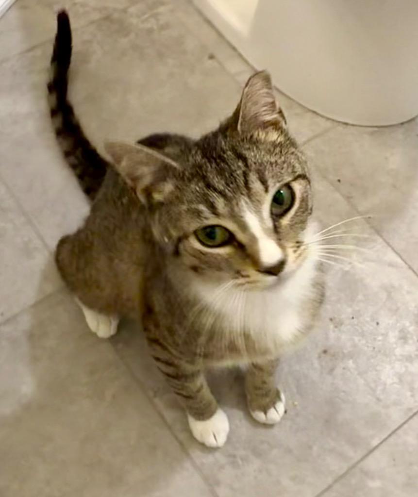 Bargello, Adoptable, Young Male Domestic Short Hair.