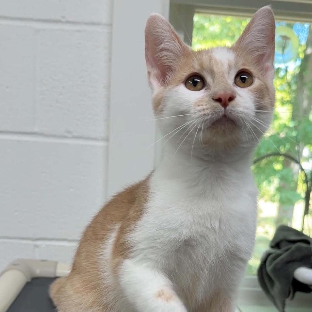 Enlarge Dale, a Adoptable Domestic Short Hair in Walnut Cove, NC image 1/6