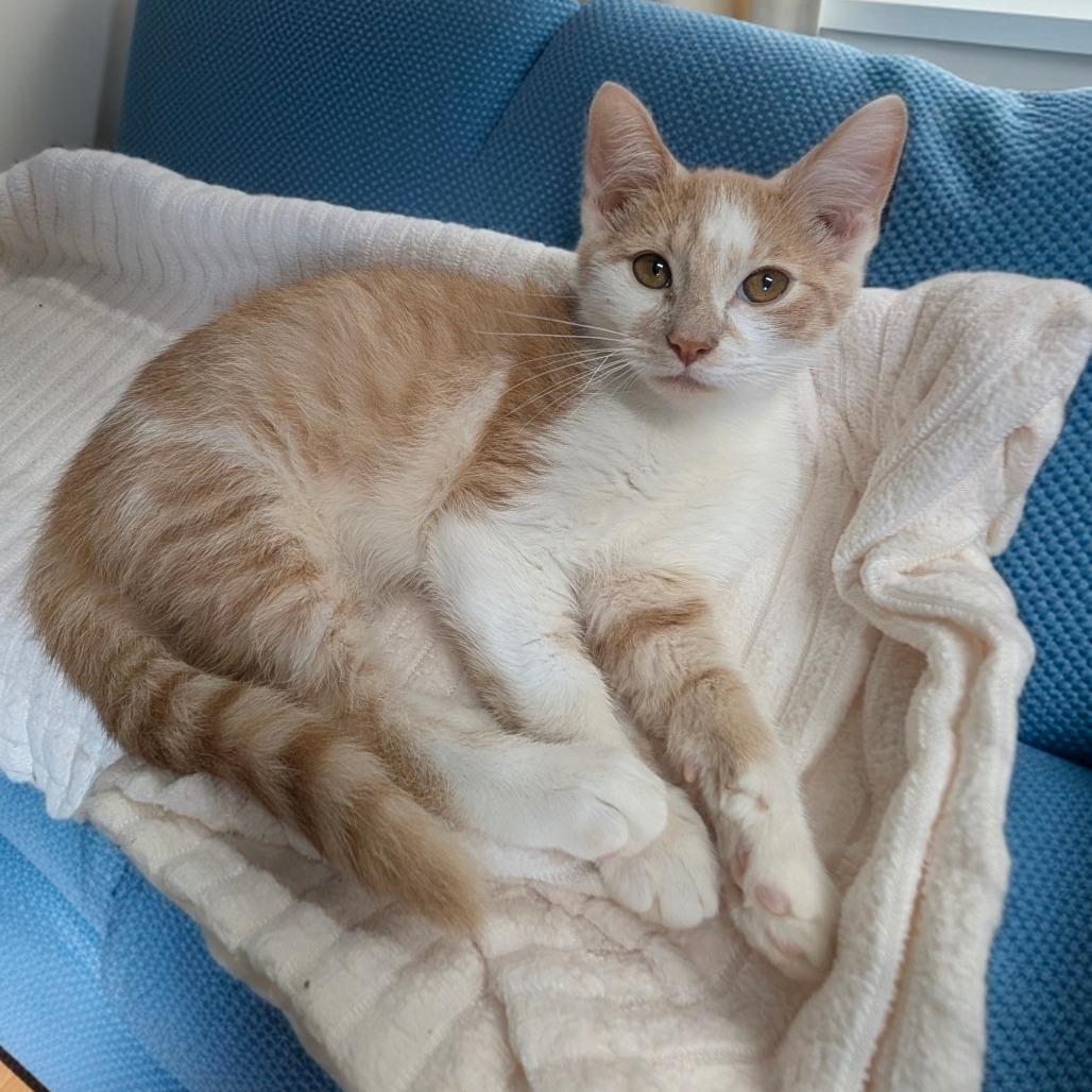Enlarge Dale, a Adoptable Domestic Short Hair in Walnut Cove, NC image 2/6