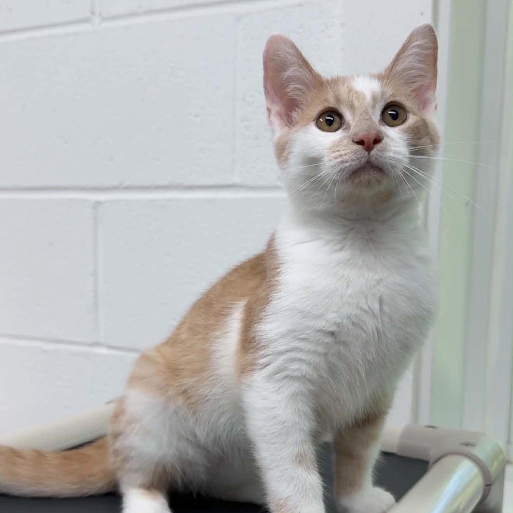 Enlarge Dale, a Adoptable Domestic Short Hair in Walnut Cove, NC image 3/6