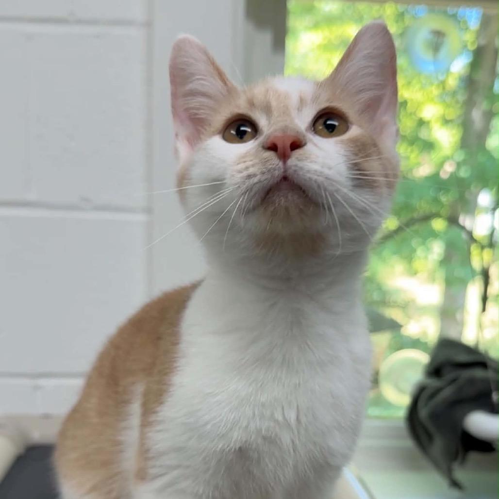 Enlarge Dale, a Adoptable Domestic Short Hair in Walnut Cove, NC image 4/6