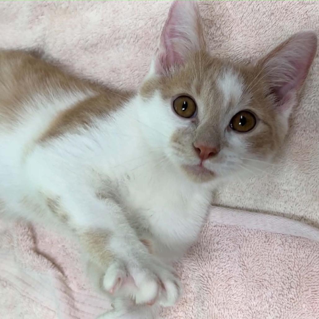 Enlarge Dale, a Adoptable Domestic Short Hair in Walnut Cove, NC image 5/6