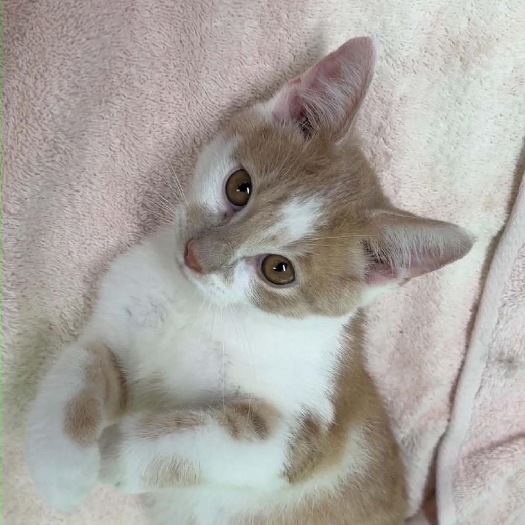 Enlarge Dale, a Adoptable Domestic Short Hair in Walnut Cove, NC image 6/6