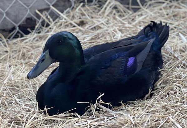 Peppermint, Adoptable, Baby Male Duck.