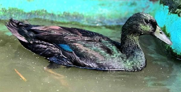 Peppermint, a Adoptable mixed breed in Monterey, CA image 3/6