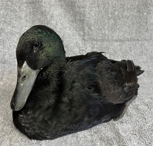 Peppermint, a Adoptable mixed breed in Monterey, CA image 4/6