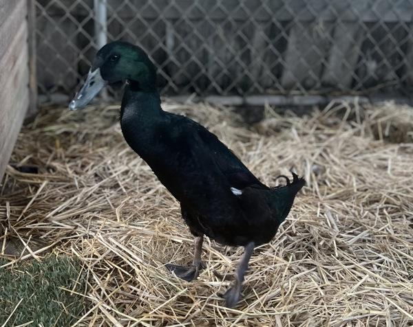 Peppermint, a Adoptable mixed breed in Monterey, CA image 5/6