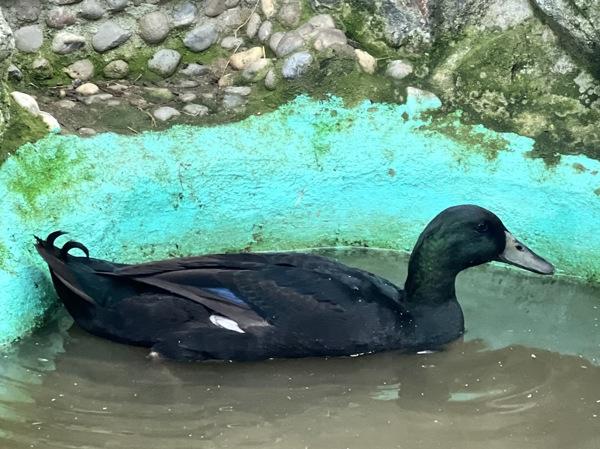 Peppermint, a Adoptable mixed breed in Monterey, CA image 6/6