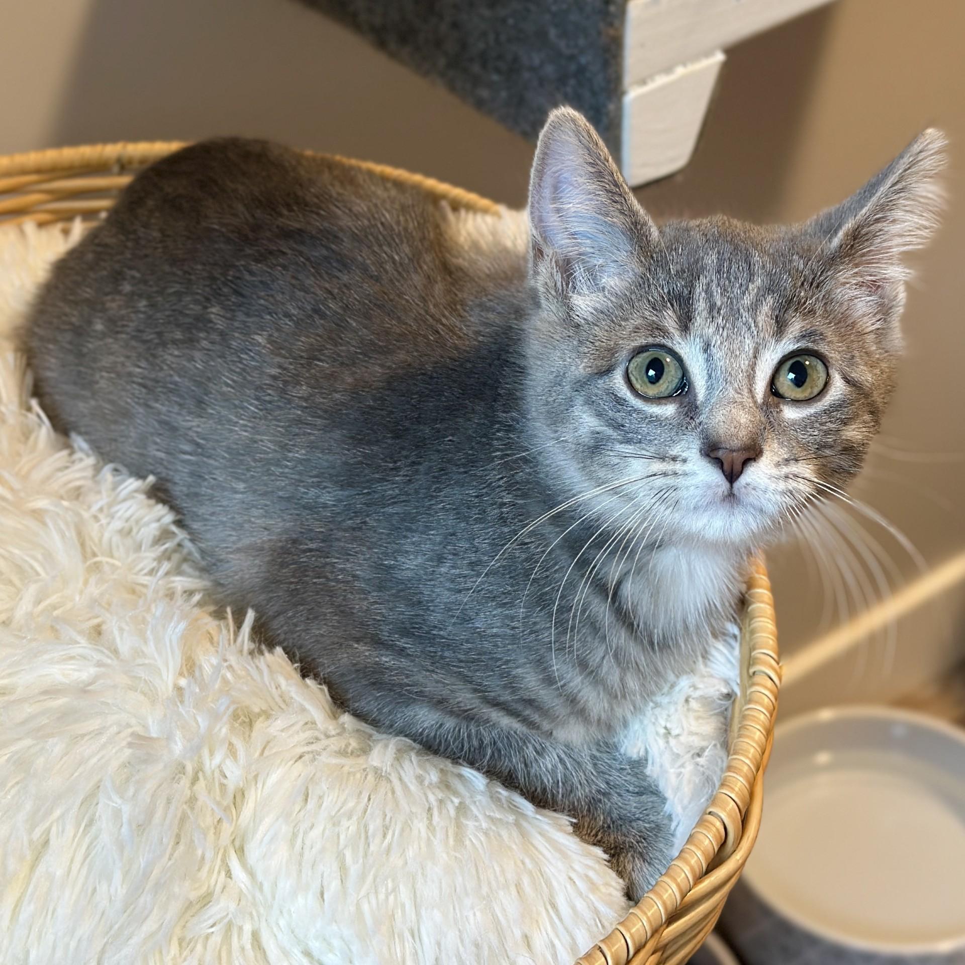 Kiwi, an adopted Domestic Short Hair in Victor, NY image 3/3
