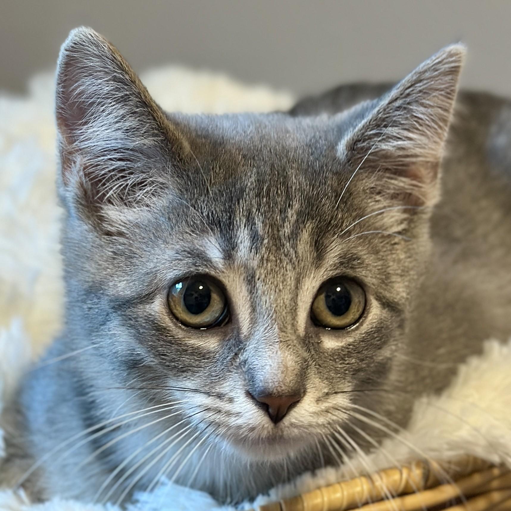 Kiwi, an adopted Domestic Short Hair in Victor, NY image 2/3