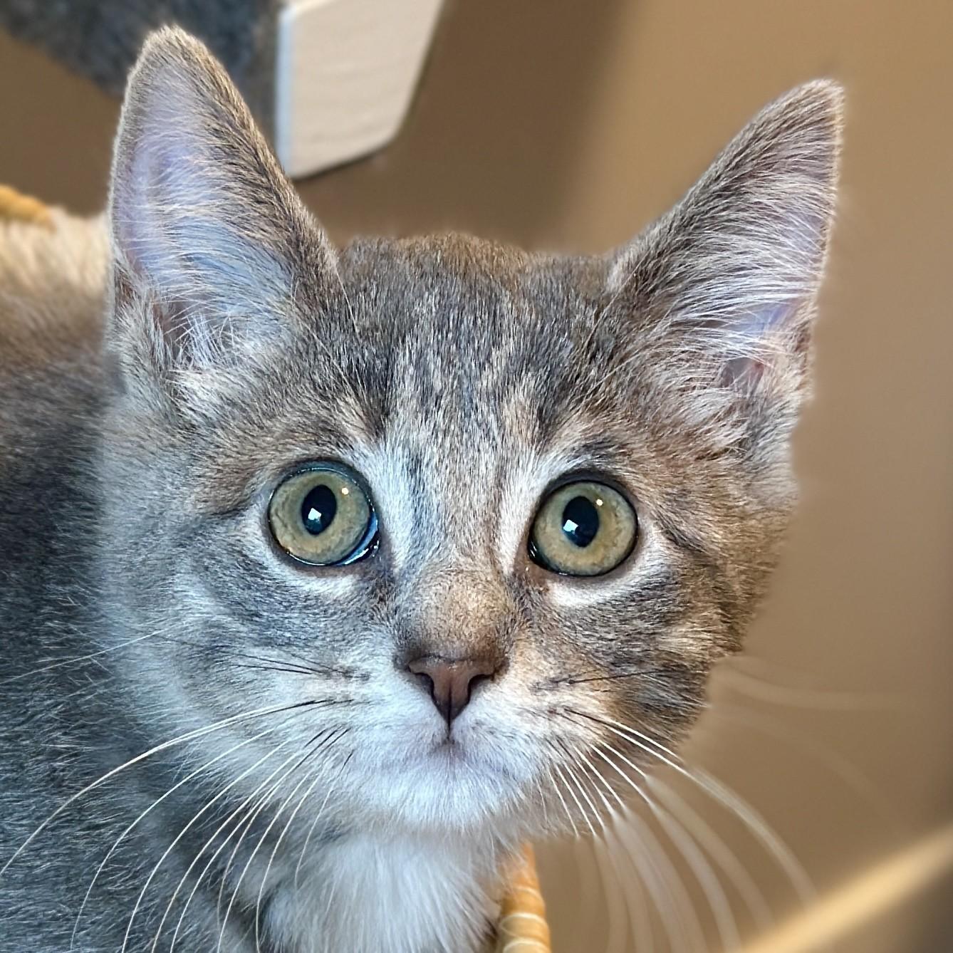 Kiwi, adopted, Kitten Female Domestic Short Hair.