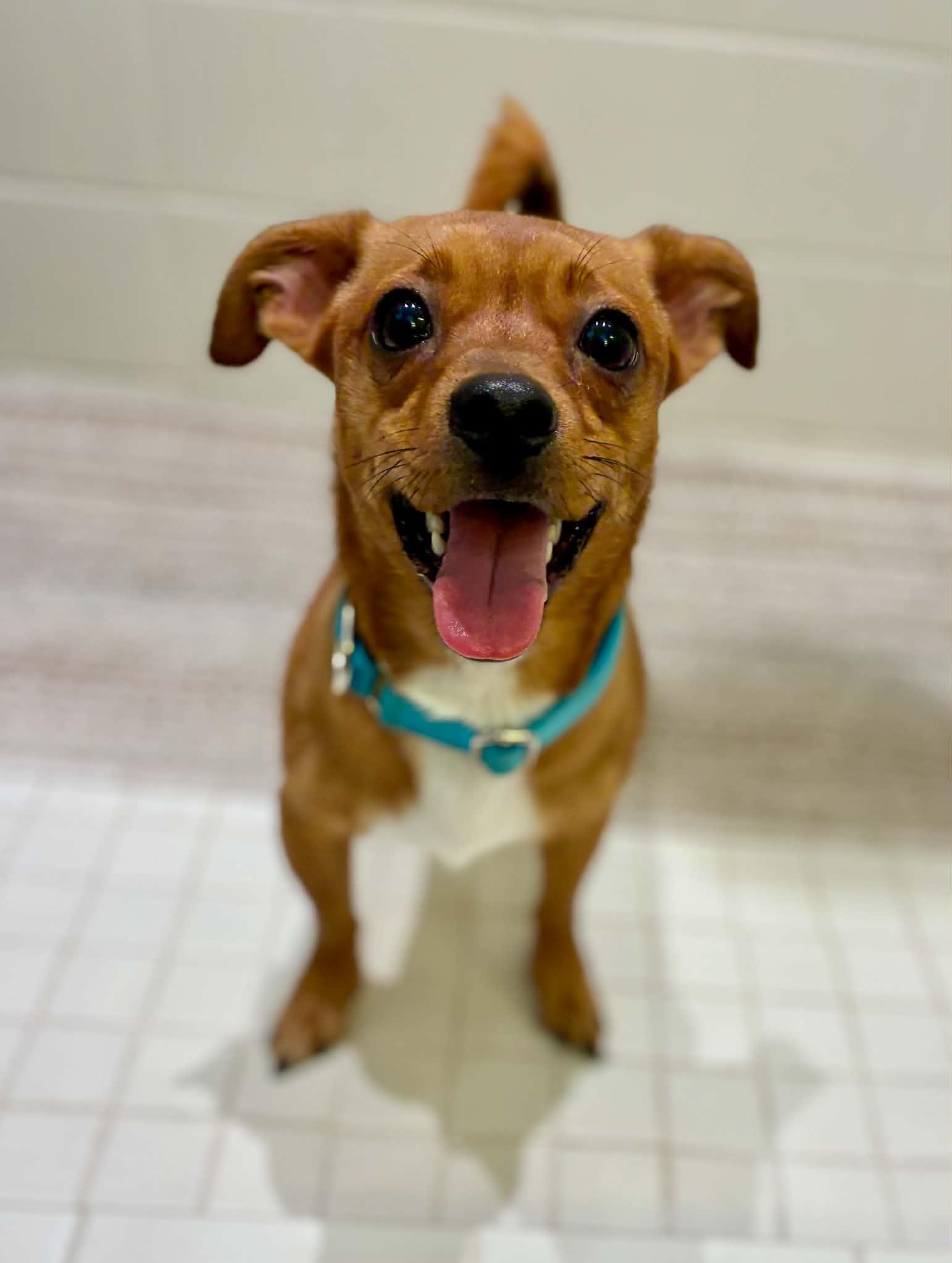 Enlarge RJ, a Adoptable mixed breed in Bedminster, NJ image 1/6