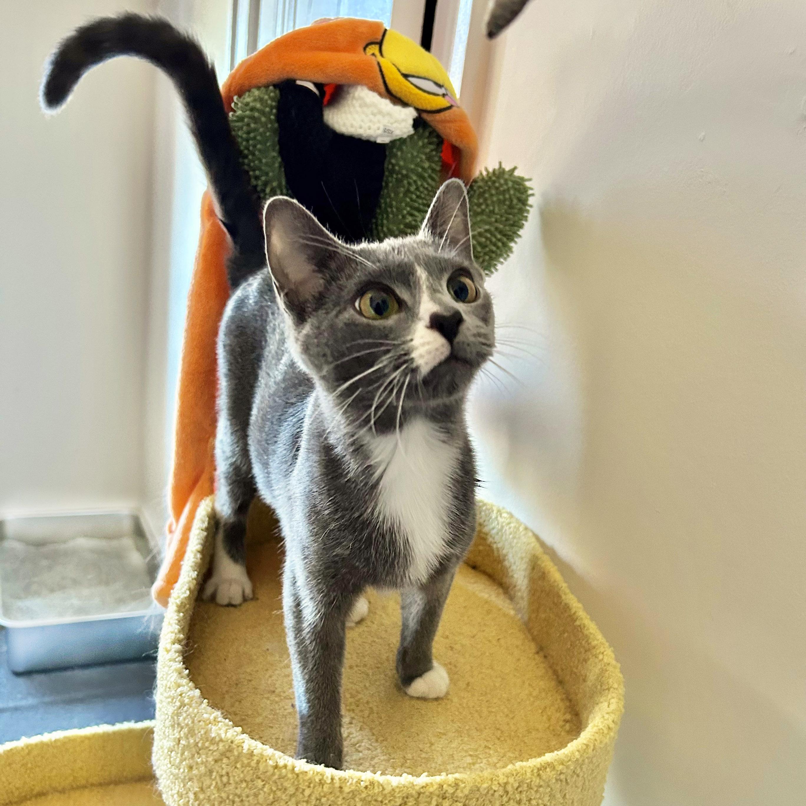 Patty, Adoptable, Adult Female Domestic Short Hair & Russian Blue.