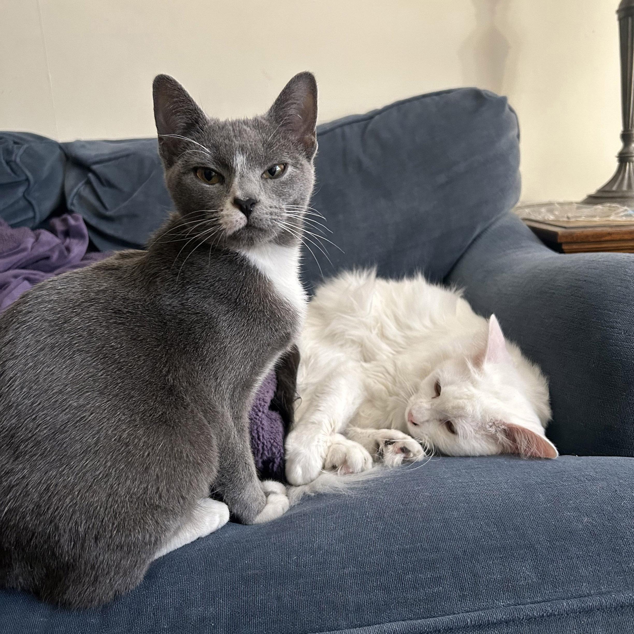 Patty, a Adoptable mixed breed in Chicago, IL image 2/6