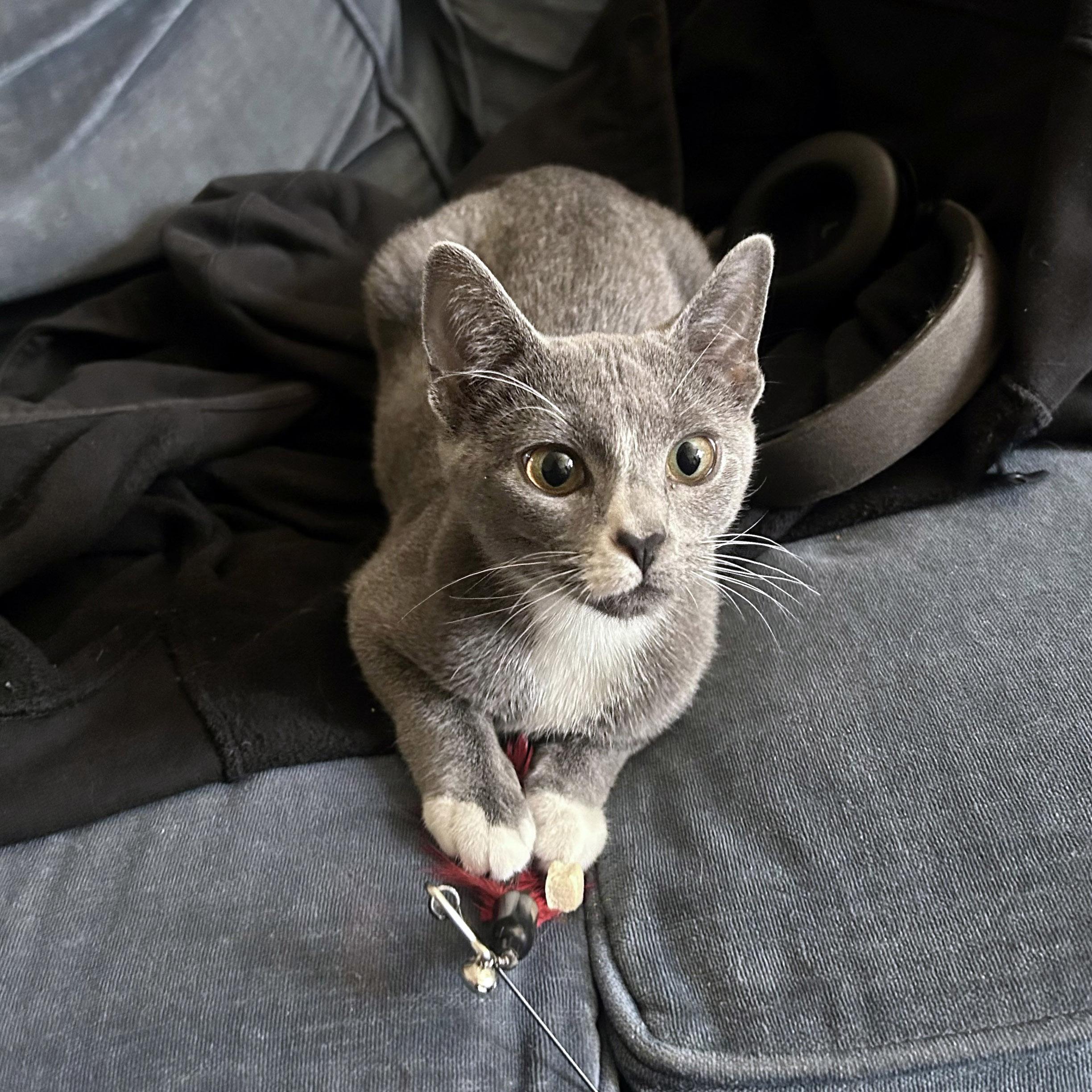Patty, Adoptable, Adult Female Domestic Short Hair & Russian Blue.