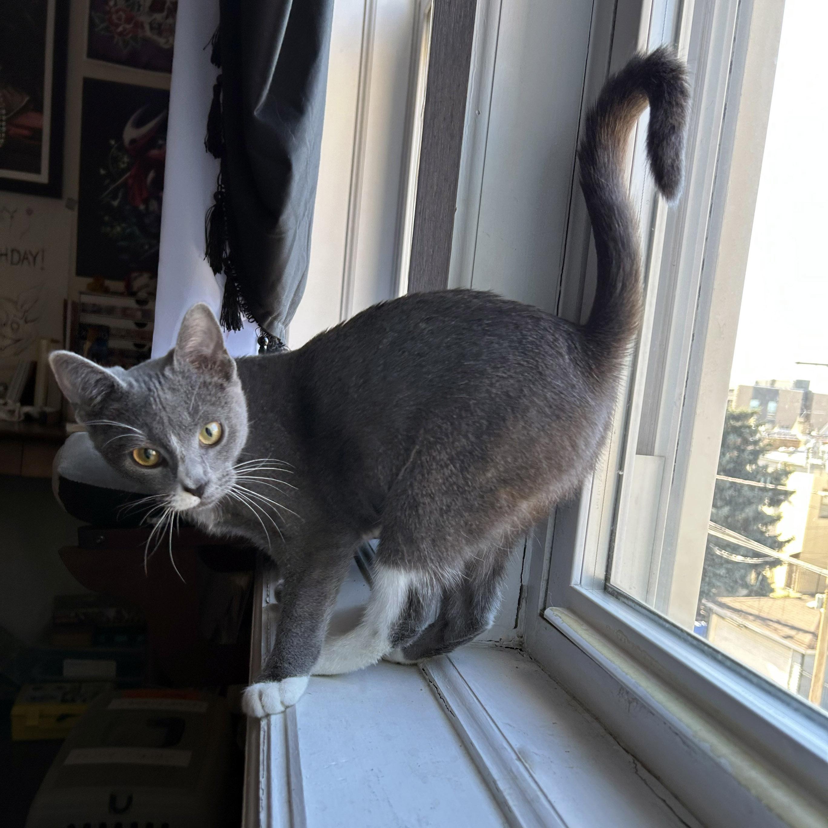 Patty, a Adoptable mixed breed in Chicago, IL image 5/6