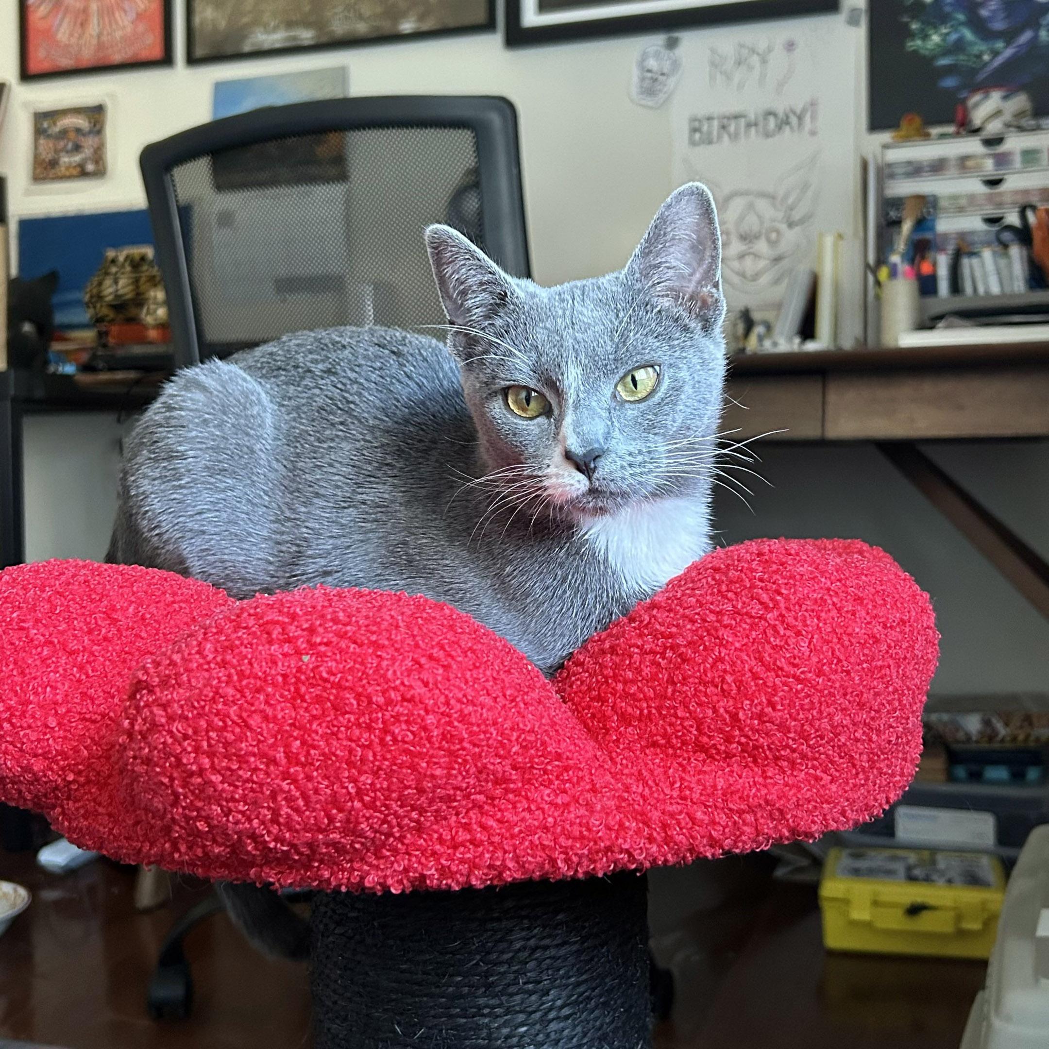 Patty, a Adoptable mixed breed in Chicago, IL image 4/6