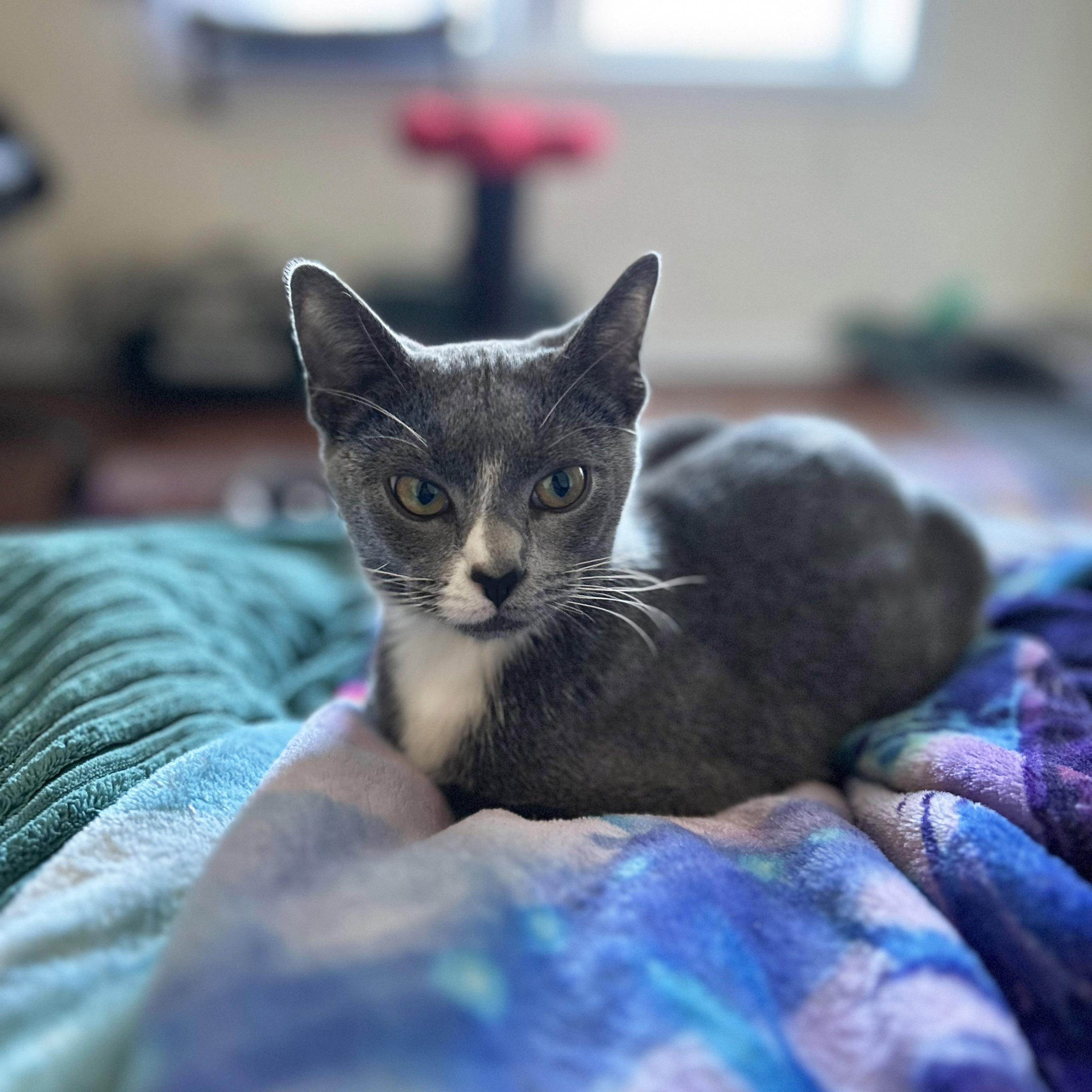 Patty, a Adoptable mixed breed in Chicago, IL image 6/6