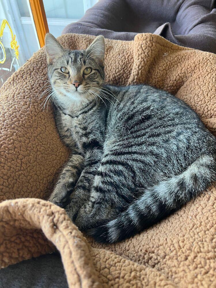 Discus, a Adoptable Domestic Short Hair in McPherson, KS image 2/4