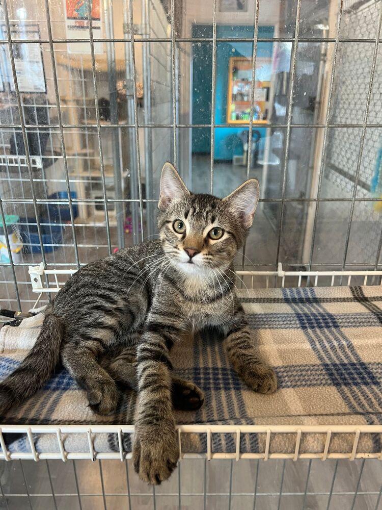 Discus, a Adoptable Domestic Short Hair in McPherson, KS image 3/4