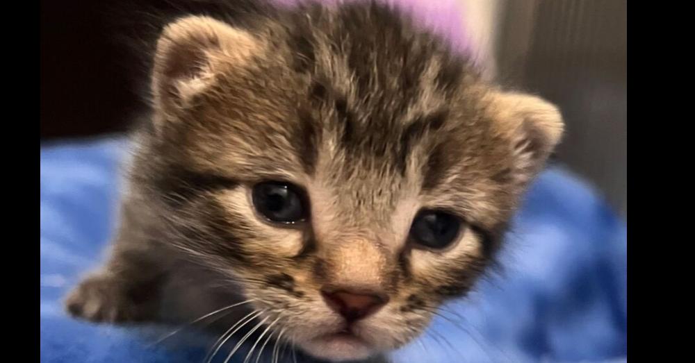 Discus, a Adoptable Domestic Short Hair in McPherson, KS image 4/4