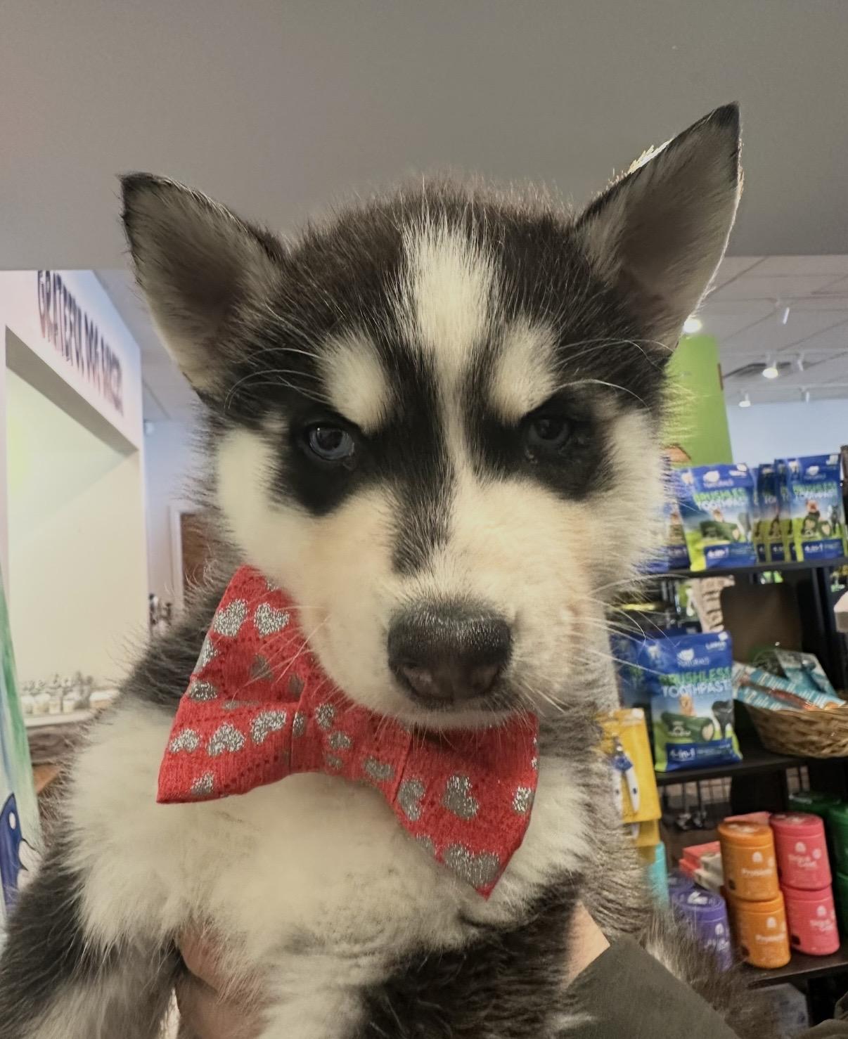 Pistol, ADOPTABLE, Puppy Male Siberian Husky.