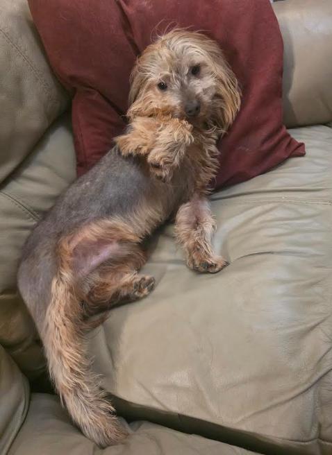 Enlarge Sunny, a Adoptable mixed breed in Seattle, WA image 3/6