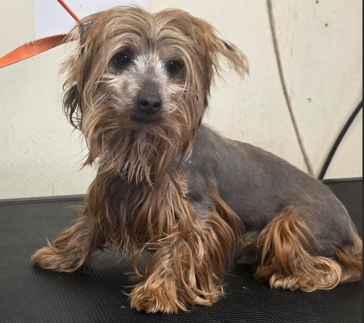 Enlarge Sunny, a Adoptable mixed breed in Seattle, WA image 1/6