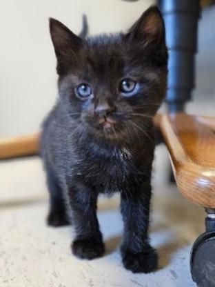 Breeze, Adopted, Kitten Male Domestic Short Hair.