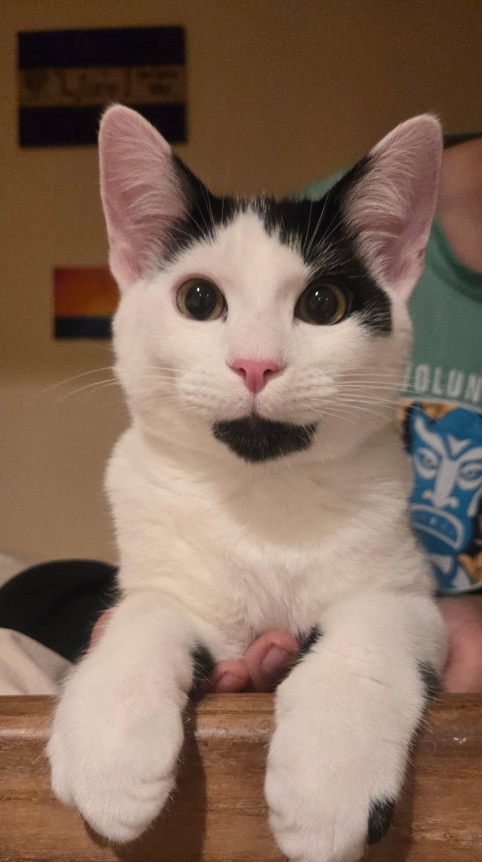 Muppet, Adoptable, Kitten Male Domestic Short Hair.