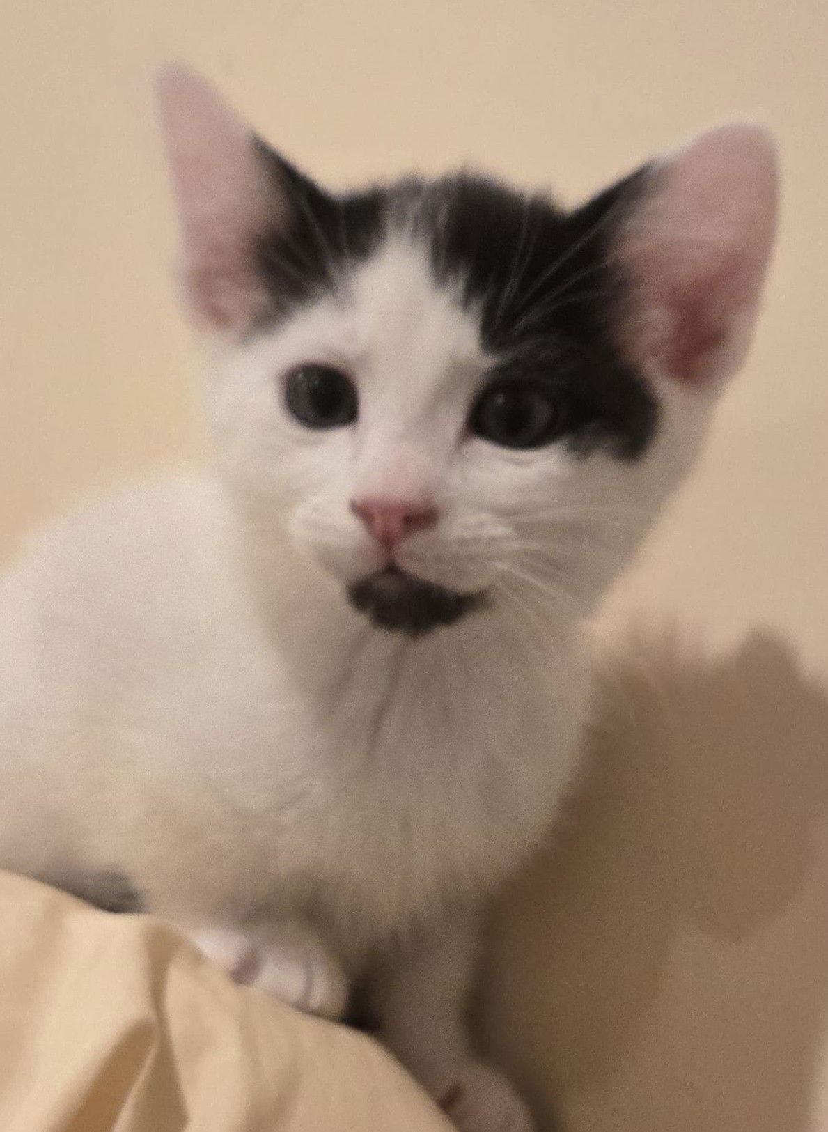 Enlarge Muppet, a Adoptable Domestic Short Hair in San Jose, CA image 1/2