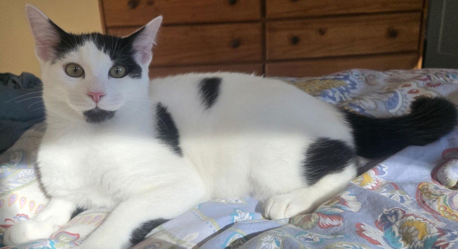 Enlarge Muppet, a Adoptable Domestic Short Hair in San Jose, CA image 2/3