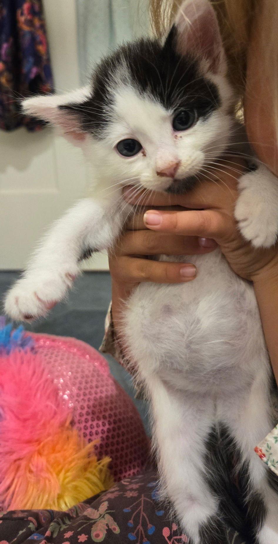 Enlarge Muppet, a Adoptable Domestic Short Hair in San Jose, CA image 2/2