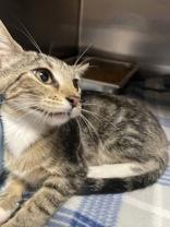 Kita, Adopted, Young Female Domestic Short Hair.