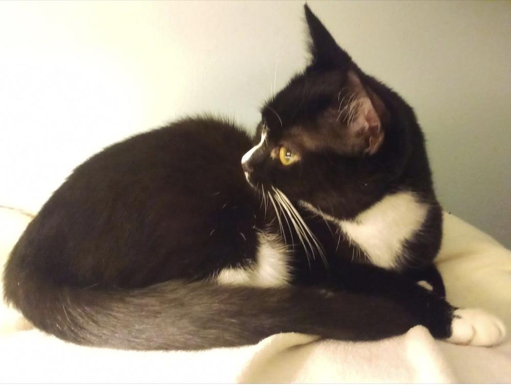 Seven, Adoptable, Kitten Female Domestic Short Hair.