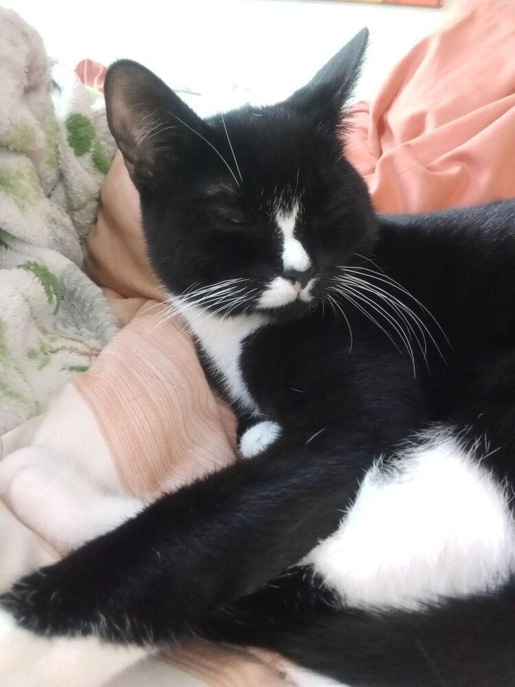 Enlarge Seven, a Adoptable Domestic Short Hair in Warren, CT image 3/6