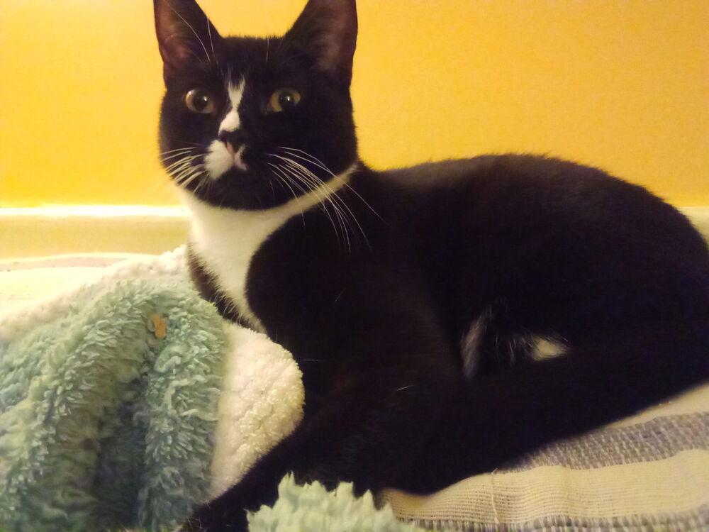 Enlarge Seven, a Adoptable Domestic Short Hair in Warren, CT image 5/6