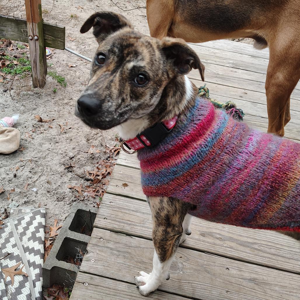 Enlarge Squirrel, an adopted mixed breed in Wilmington, NC image 4/6